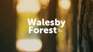 Walesby Forest